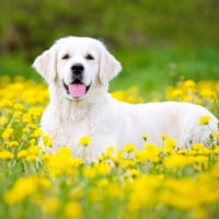 white golden retriever smiling