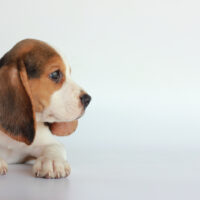 beagle puppy staring into space