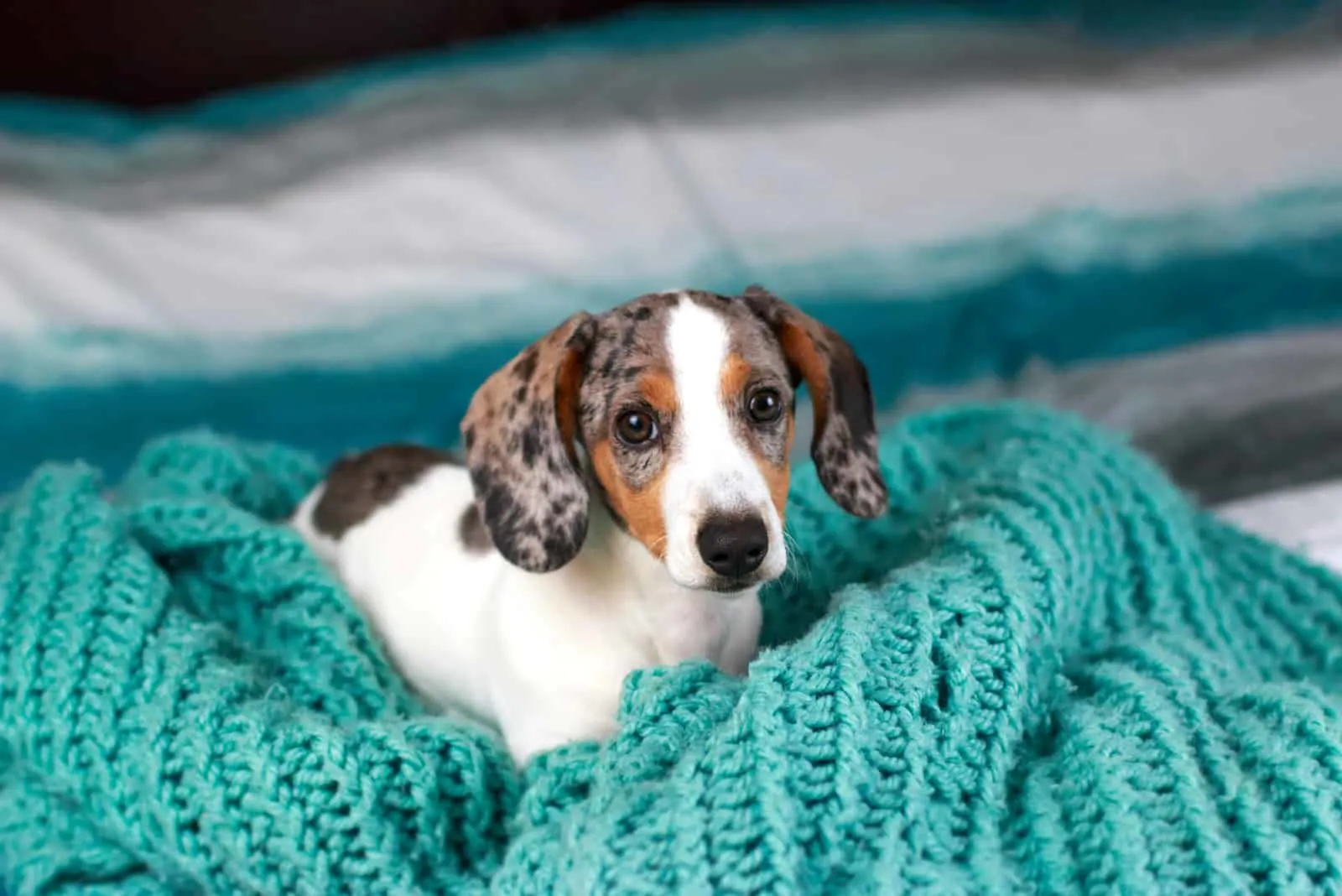 9 Dachshund Breeders In Ohio: Places To Get The Best Doxies