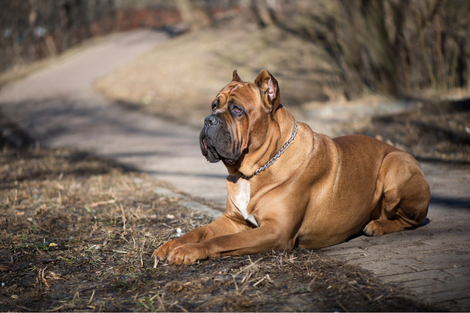 Common Cane Corso Health Issues You Should Look Out For