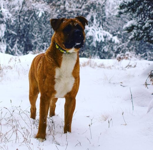 50 Boxer Mixes: Unique Crossbreeds You Didn't Know Existed