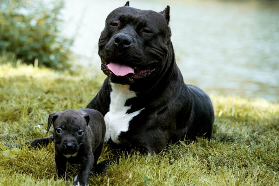 American Bully Growth Chart Here's How Your Bully Grows