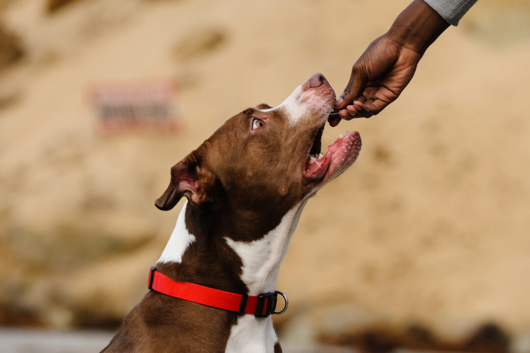 Pitbull Growth Chart: How Big Will Your Pitbull Be?