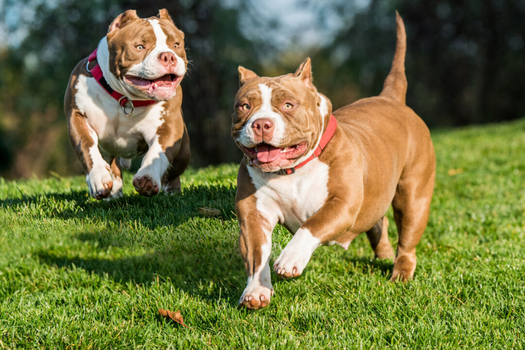 Pocket Bully: A Guide To This American Bully Dog Breed