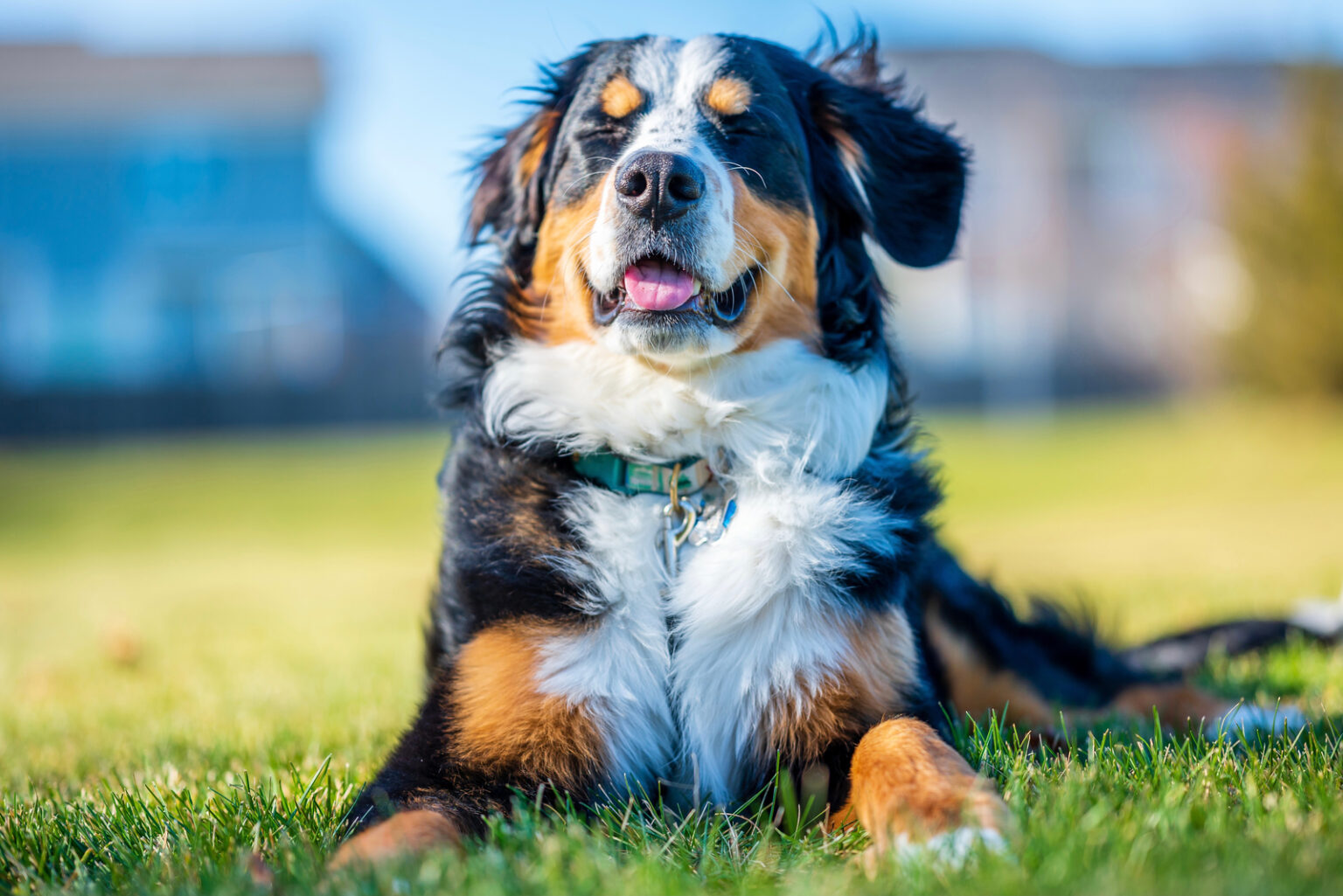 12 Best Bernese Mountain Dog Breeders In The States