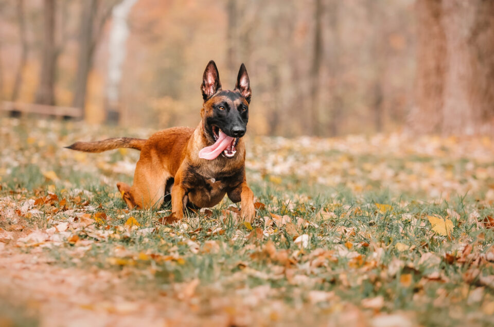 Belgian Malinois Growth Chart: When Do Mals Stop Growing?