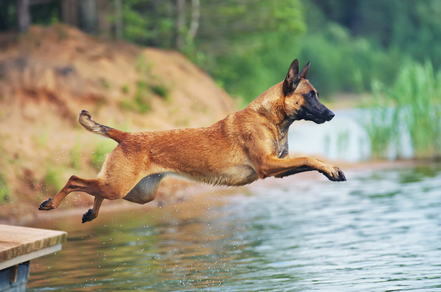 Belgian Malinois Growth Chart When Do Mals Stop Growing?