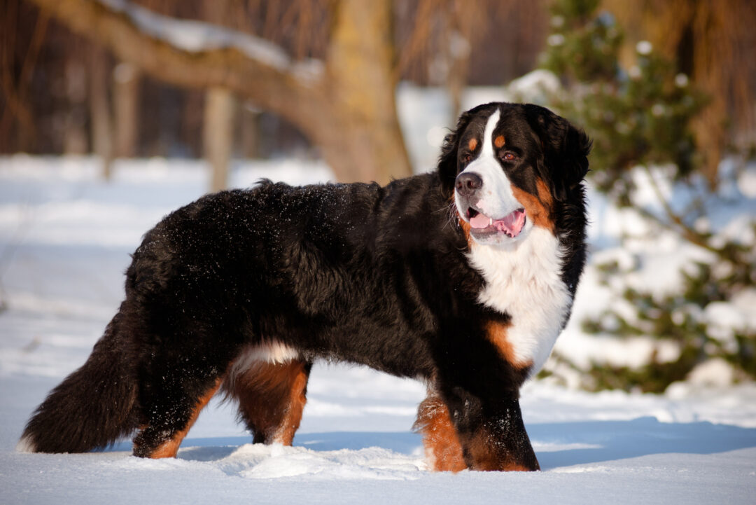 12 Best Bernese Mountain Dog Breeders In The States