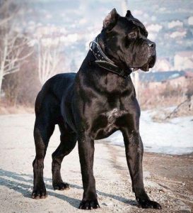 4 Truths Of Owning A Cane Corso As A Family Dog