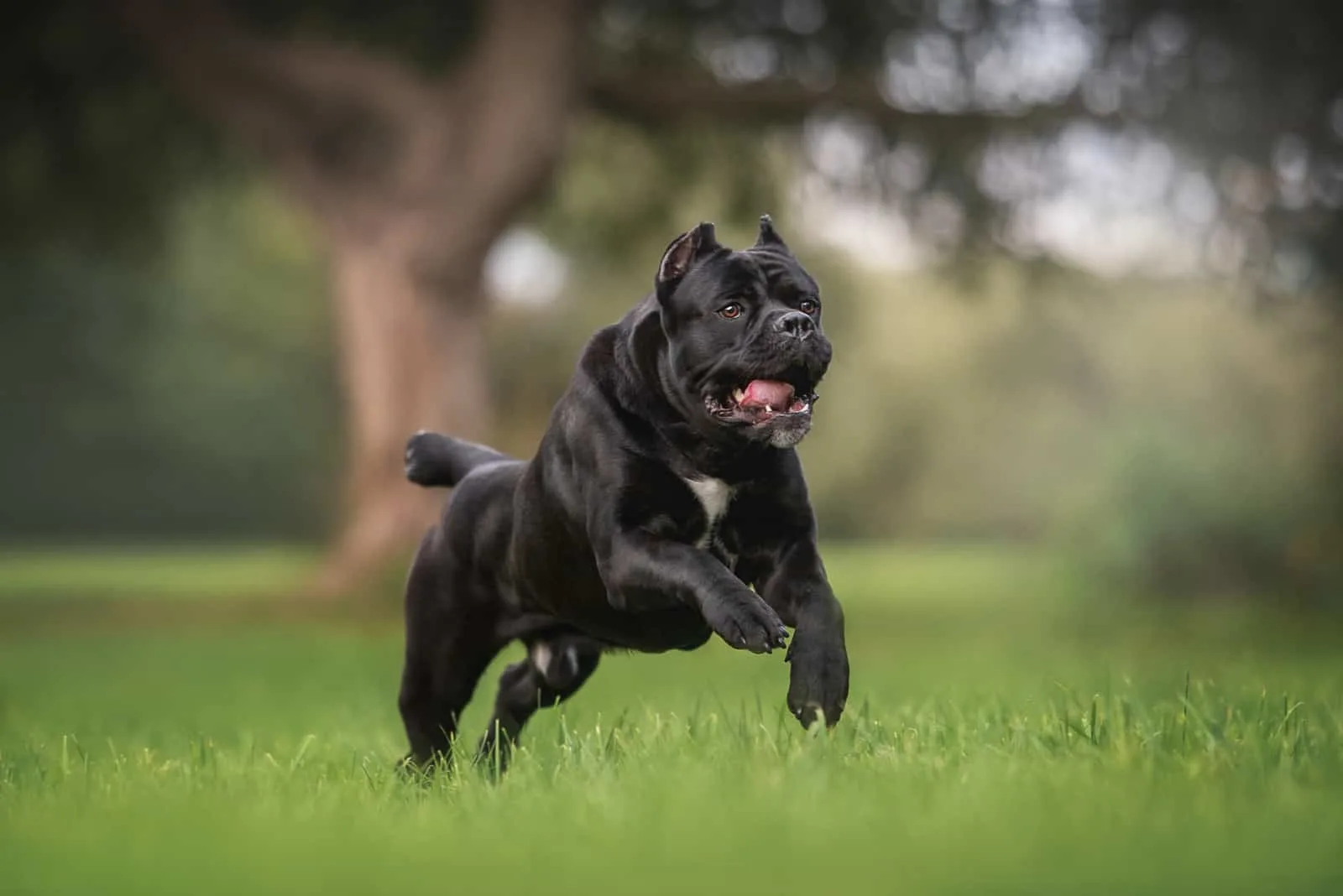 is cane corso a good family dog