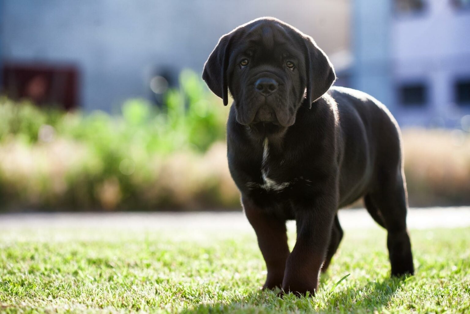 Cane Corso Feeding Chart: A Guide To Your Giant Dog's Diet