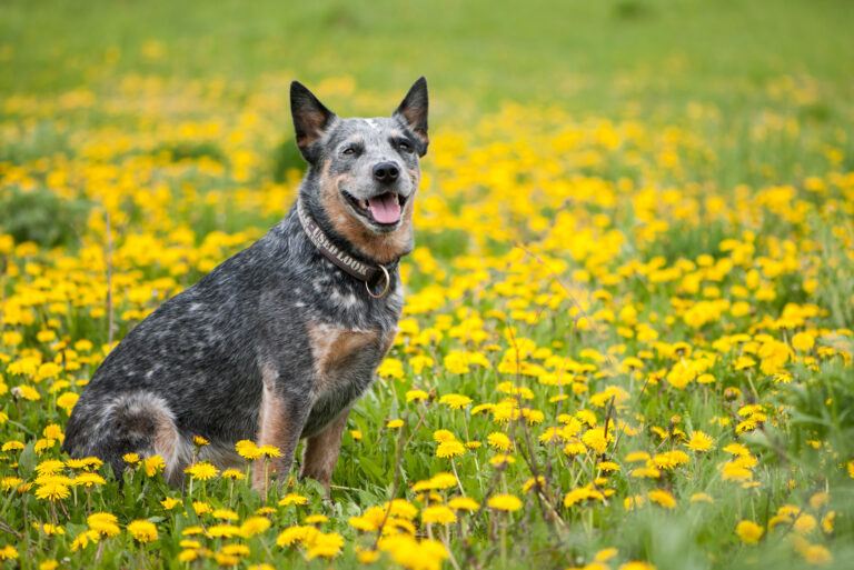 The Top 10 Best Blue Heeler Breeders In The U.s.