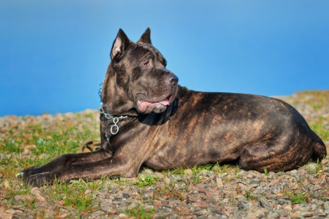 Cane Corso Feeding Chart: A Guide To Your Giant Dog's Diet