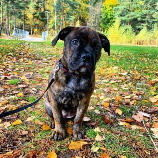 Cane Corso Boerboel Mix: The Giant Crossbreed Dog For You?