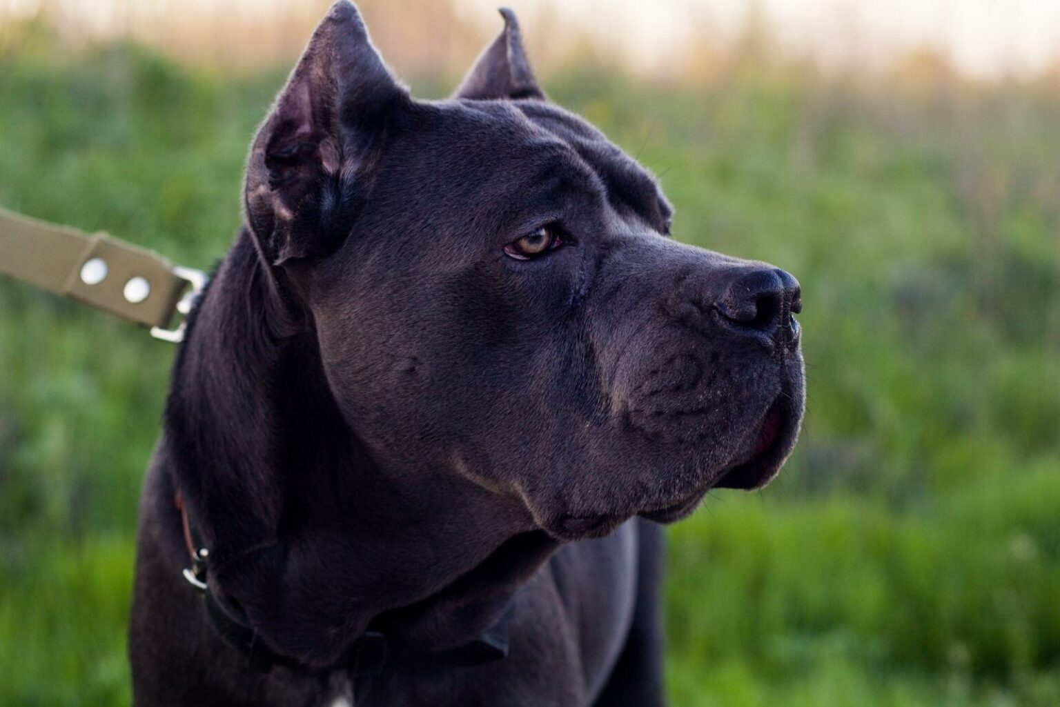 Cane Corso Feeding Chart: A Guide To Your Giant Dog's Diet