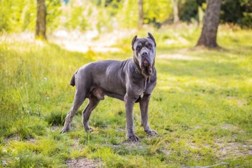 Cane Corso Feeding Chart: A Guide To Your Giant Dog's Diet