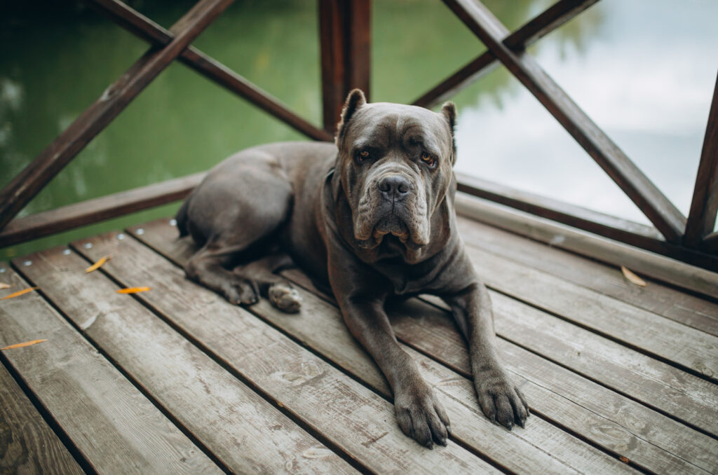 The Top 5 Best Cane Corso Breeders In UK