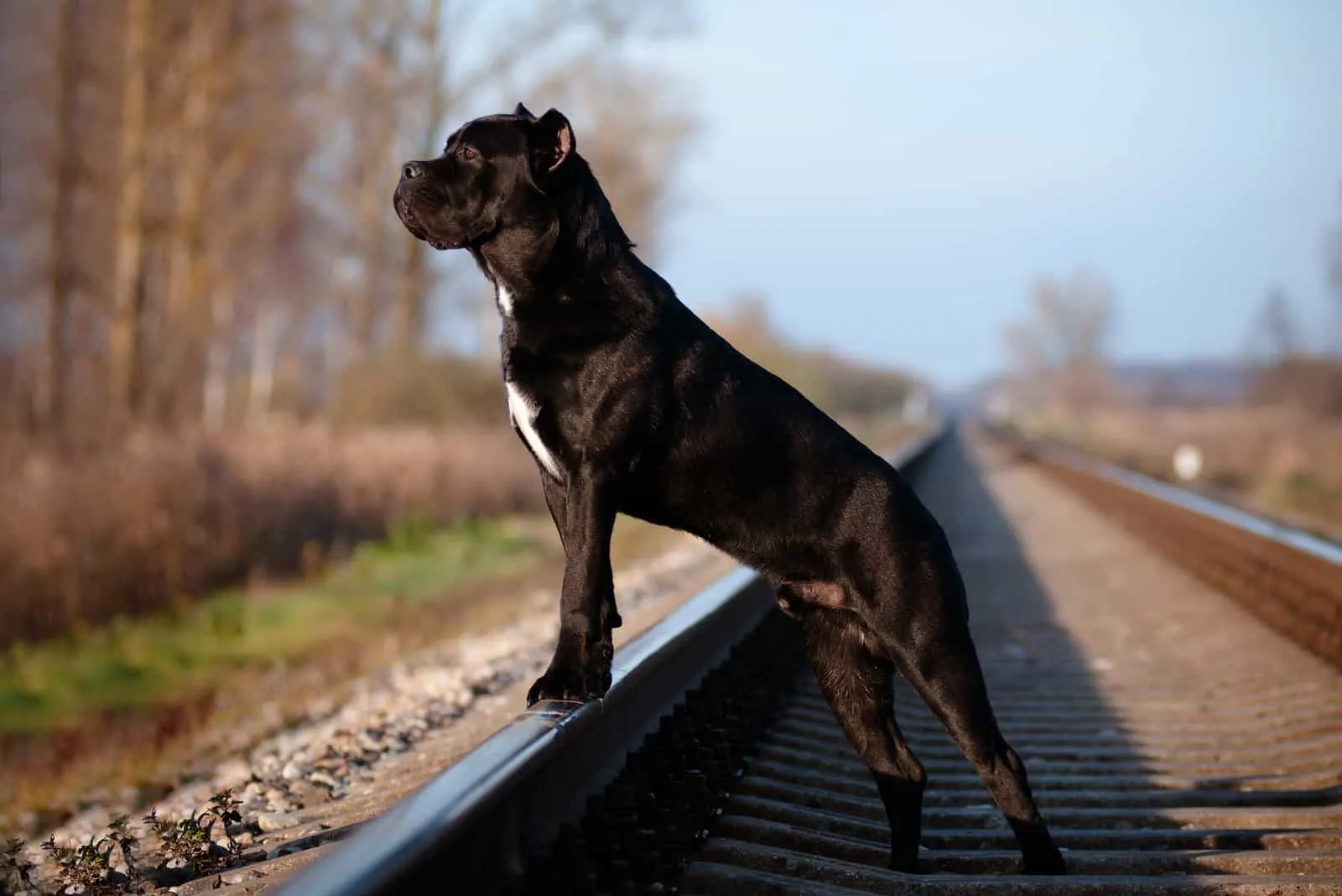 Puppy Growth Periods — PhogHaven Cane Corso