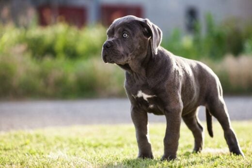 Cane Corso Feeding Chart: A Guide To Your Giant Dog's Diet