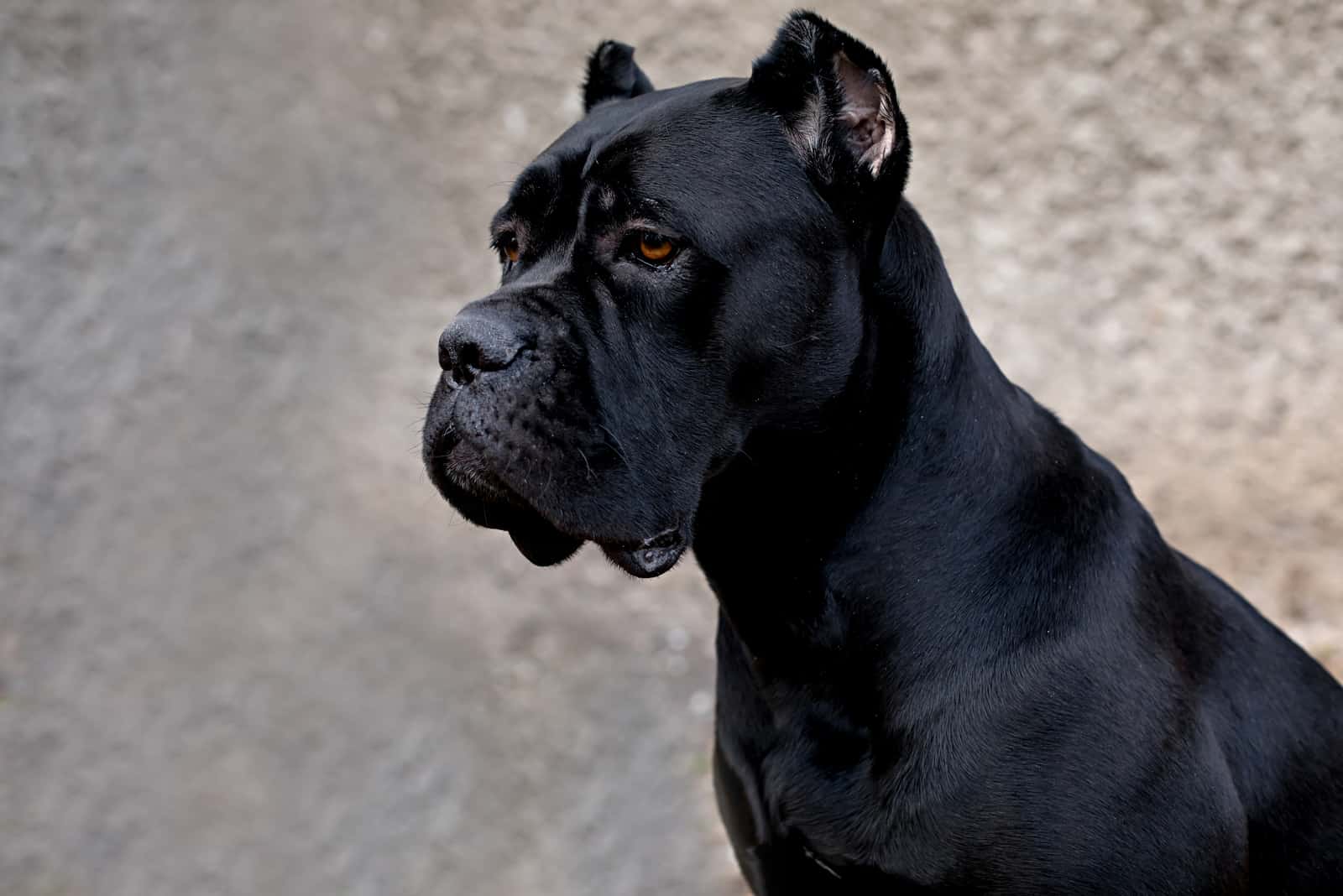 can i get my cane corso ears cropped