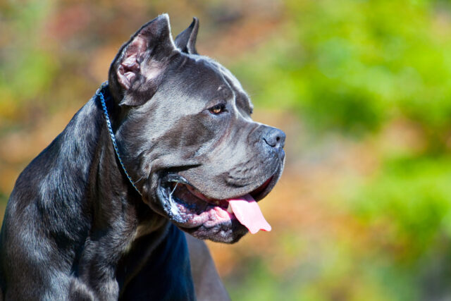 Cane Corso Ear Cropping – To Cut Or Not To Cut?