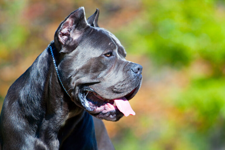 Cane Corso Ear Cropping – To Cut Or Not To Cut?