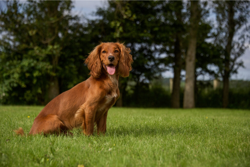 Cocker Spaniel Growth Chart: How Big Will This Puppy Get?