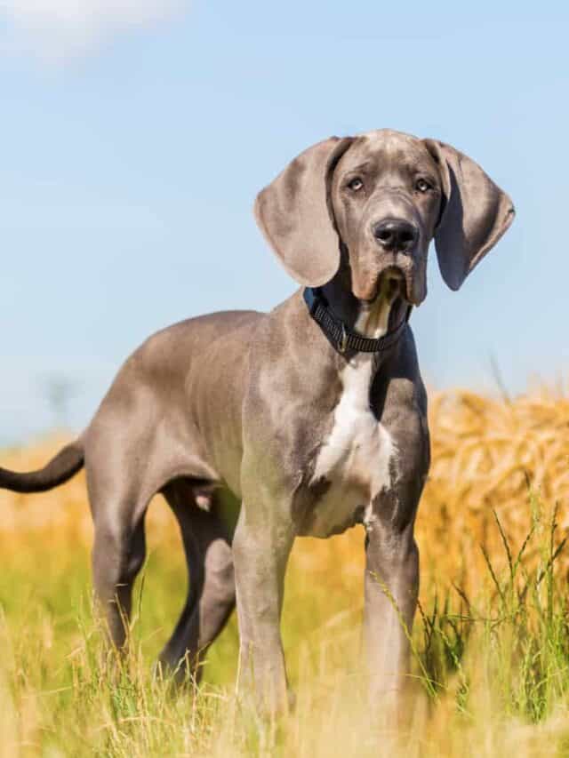 13 Great Dane Mixes You Ll Love