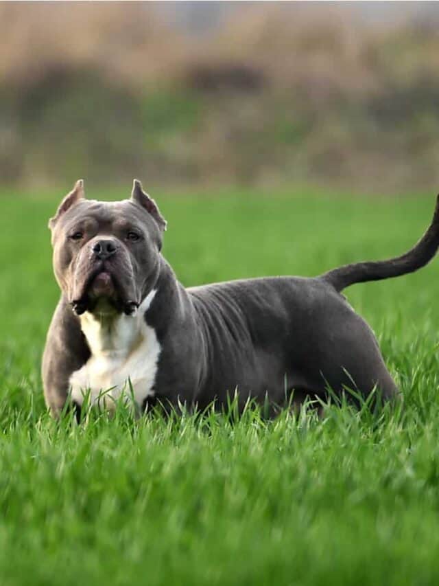 11 Big And Scary Dog Breeds That Will Keep Intruders Out - Pupvine