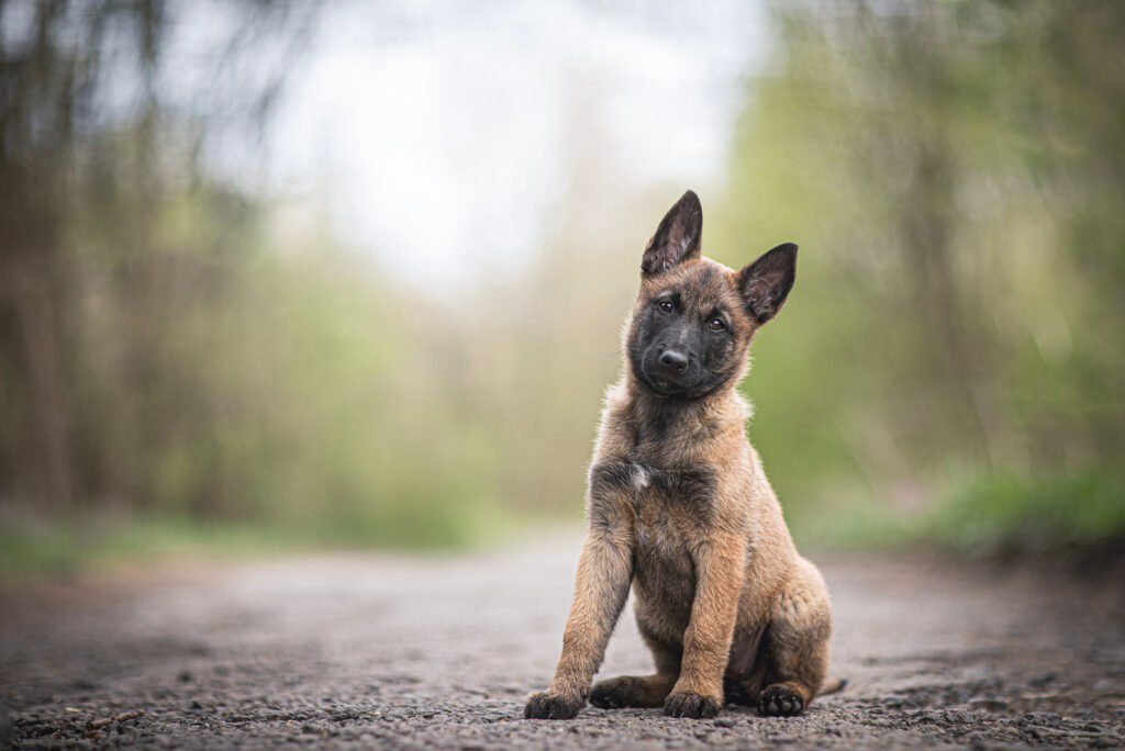 Belgian Malinois Growth Chart: When Do Mals Stop Growing?