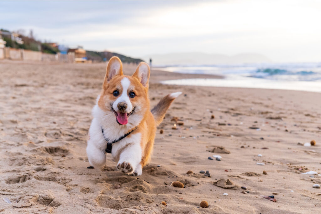 7 Corgi Breeders In Florida: Where To Find This Sweet Dog