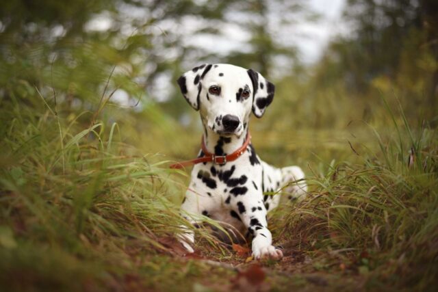 Golden Retriever Dalmatian Mix: What Cuteness Looks Like