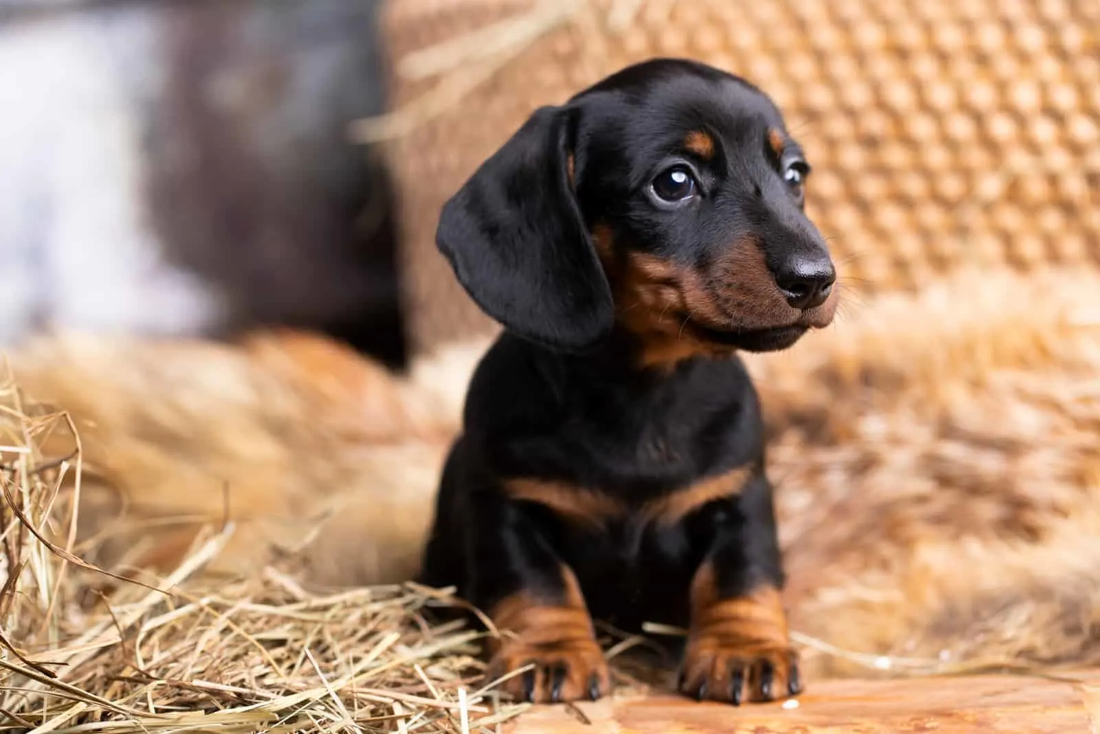 10 Reliable Dachshund Breeders In Florida