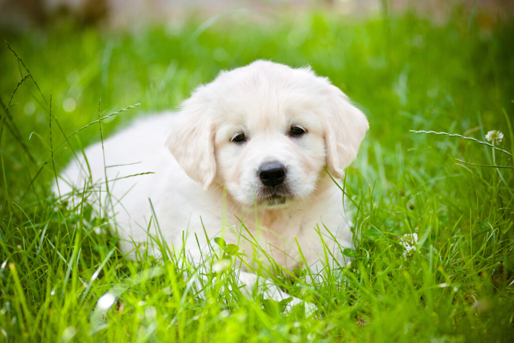 White Golden Retriever Breeders 5 Places To Get A Goldie