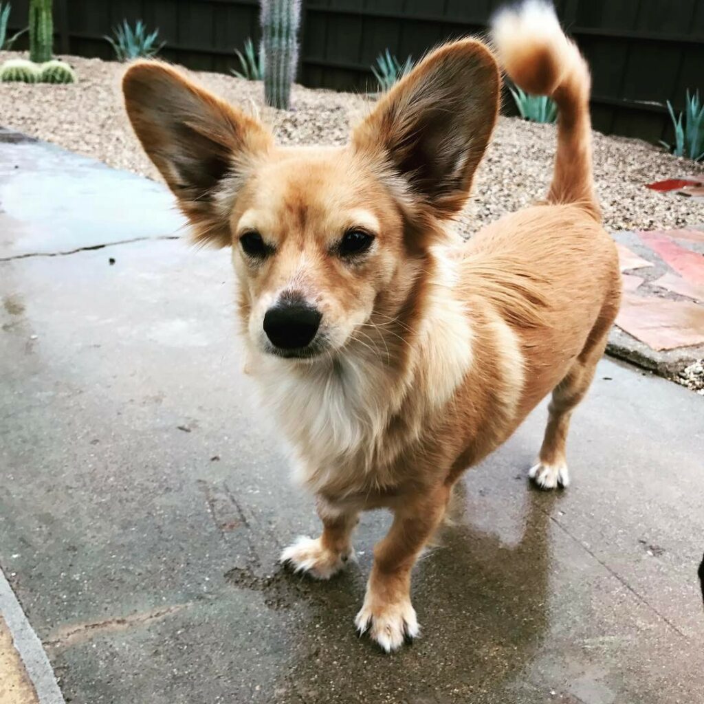 22 Dachshund Mixes: Most Adorable Mixed Dog Breeds