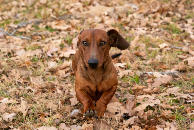 10 Reliable Dachshund Breeders In Florida