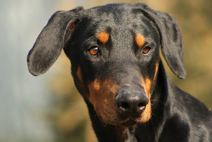 Doberman With Uncropped Ears: The Truth About Ear Cropping