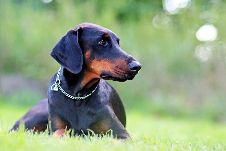 Doberman With Uncropped Ears: The Truth About Ear Cropping