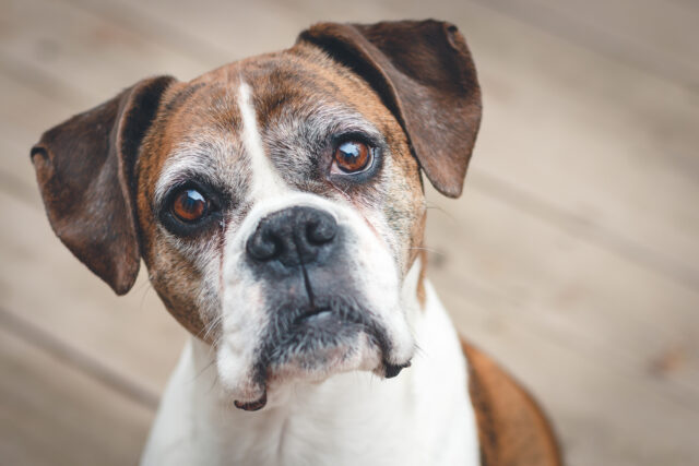 Why Does My Dog Stare Into Space: 9 Reasons For Blank Stares