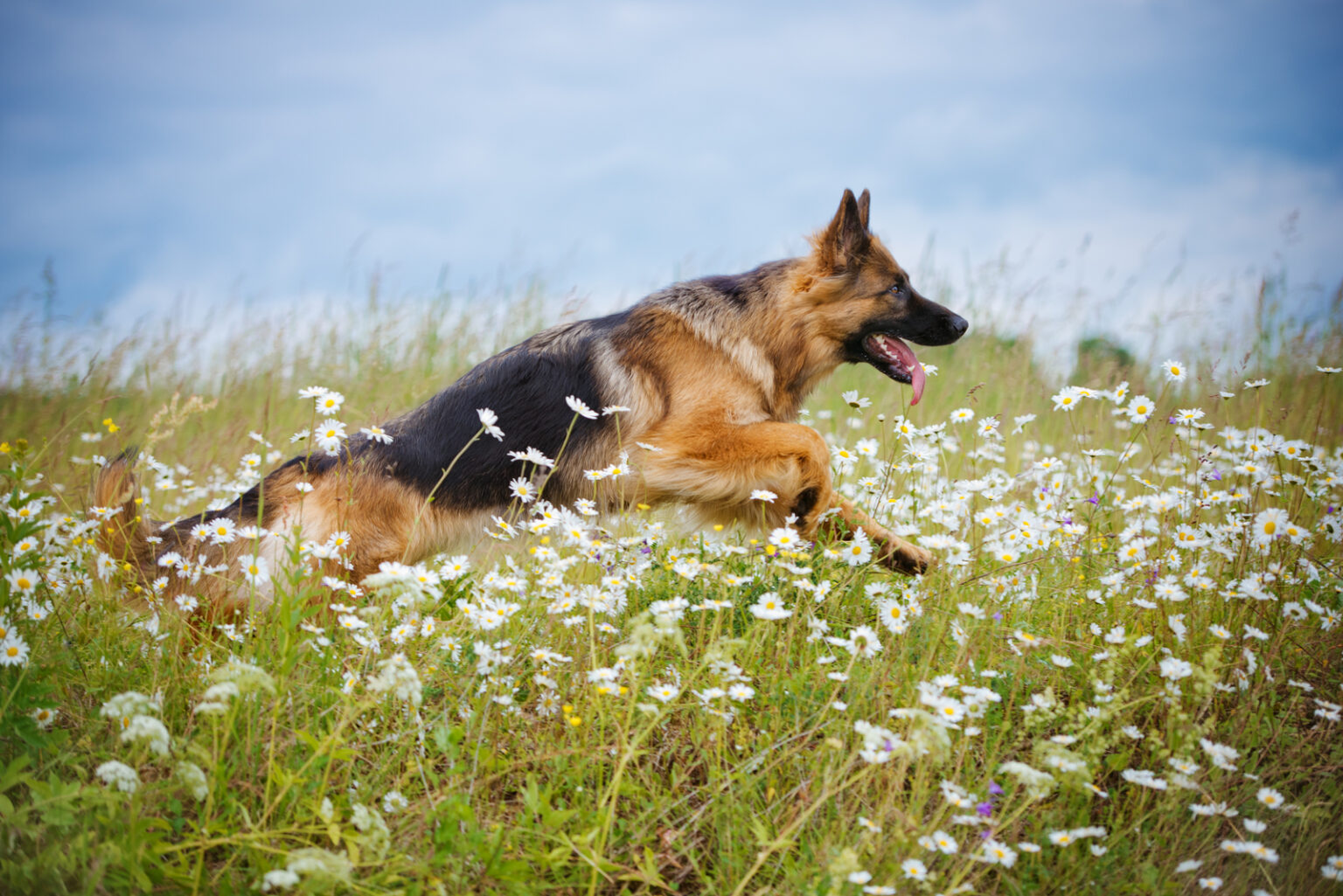 German Shepherd Growth Chart: How Big Your GSD Will Be?