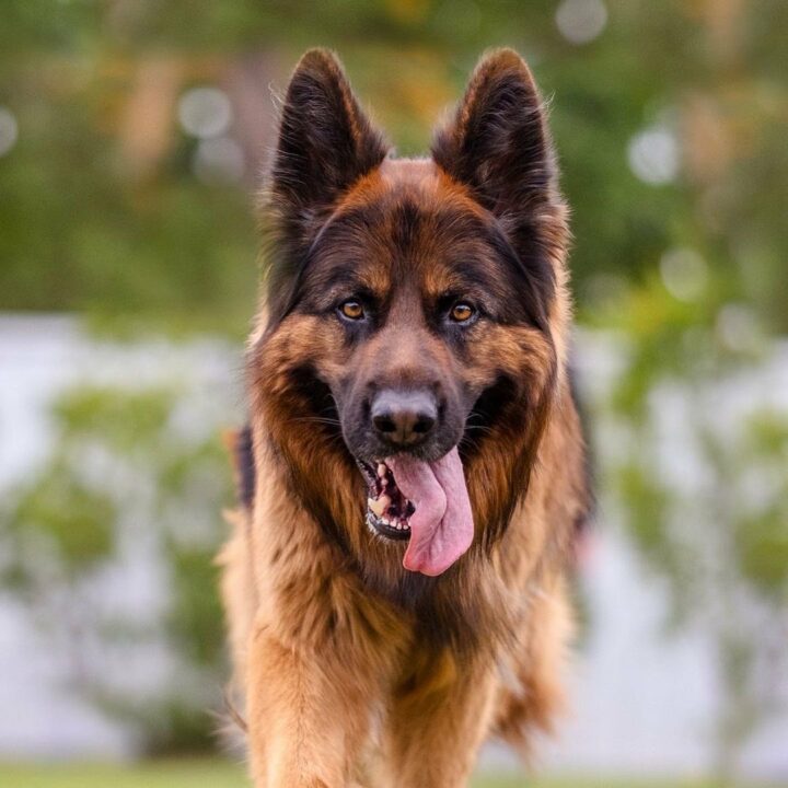 The 5 Best German Shepherd Breeders In The UK