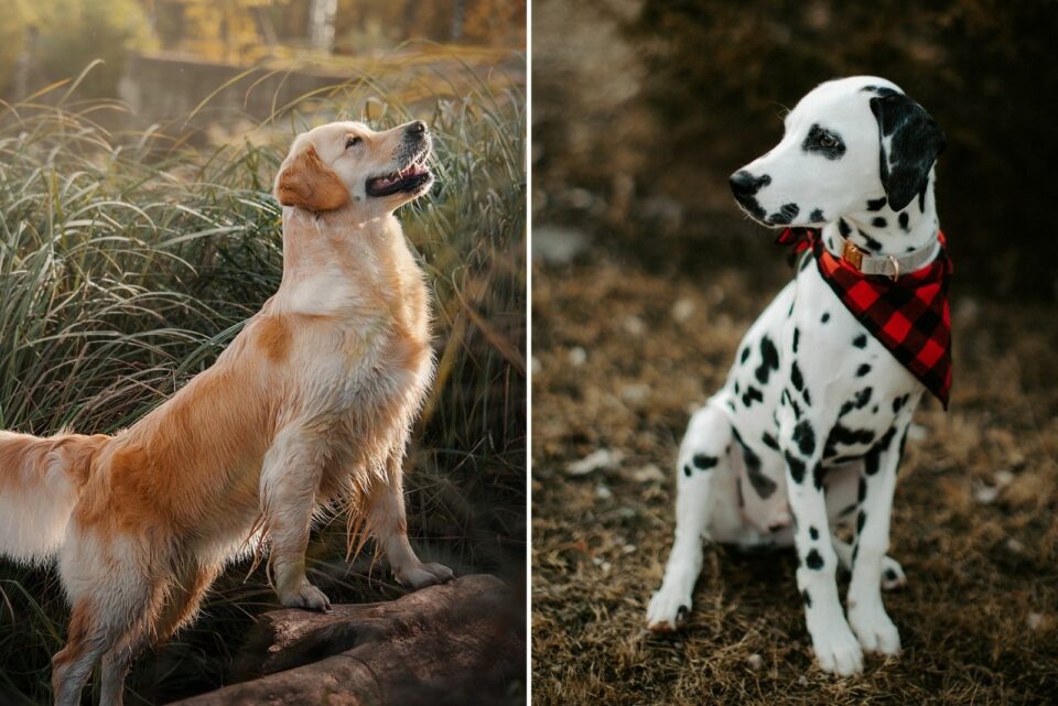 Golden Retriever Dalmatian Mix What Cuteness Looks Like