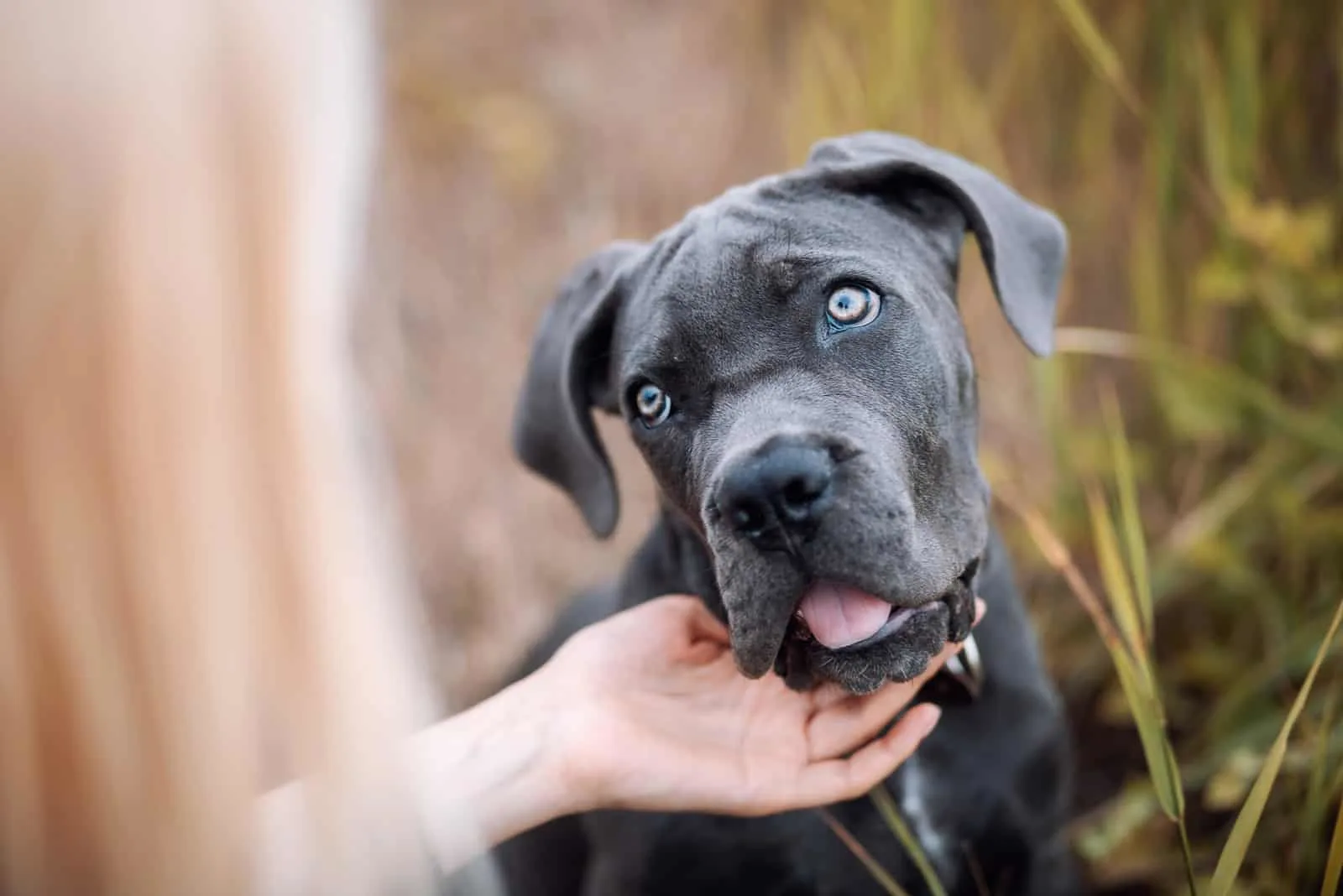 is cane corso a good family dog