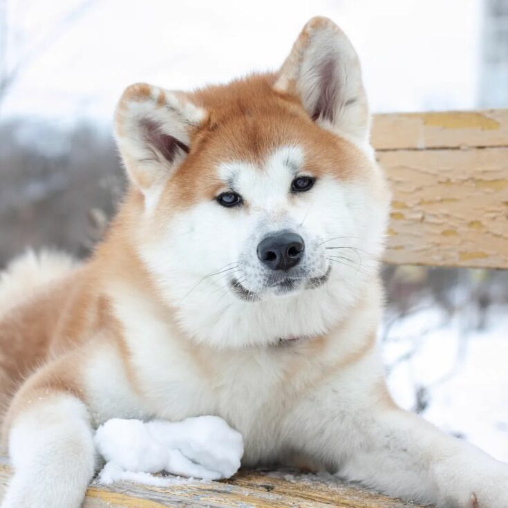 Japanese Vs. American Akita: Can You Tell Them Apart?