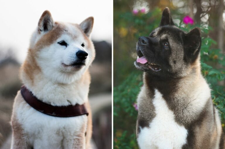 Japanese Vs. American Akita: Can You Tell Them Apart?