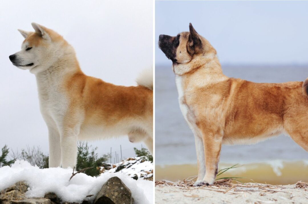 Japanese Vs. American Akita: Can You Tell Them Apart?