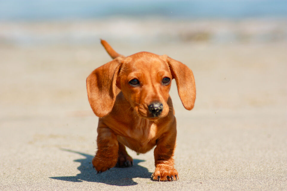 10 Reliable Dachshund Breeders In Florida   Miniature Dachshund Walking On The Sand 960x641 