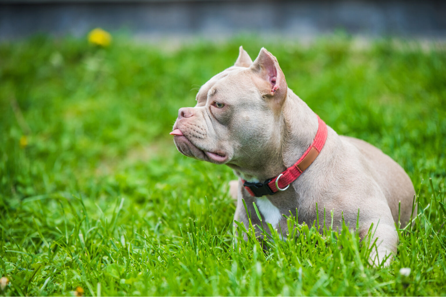 Pocket Size Bully