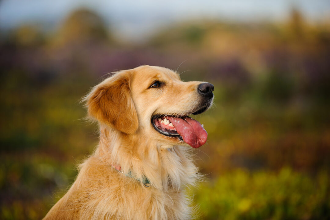 Top 7 Best Field Golden Retriever Breeders In The U.S.