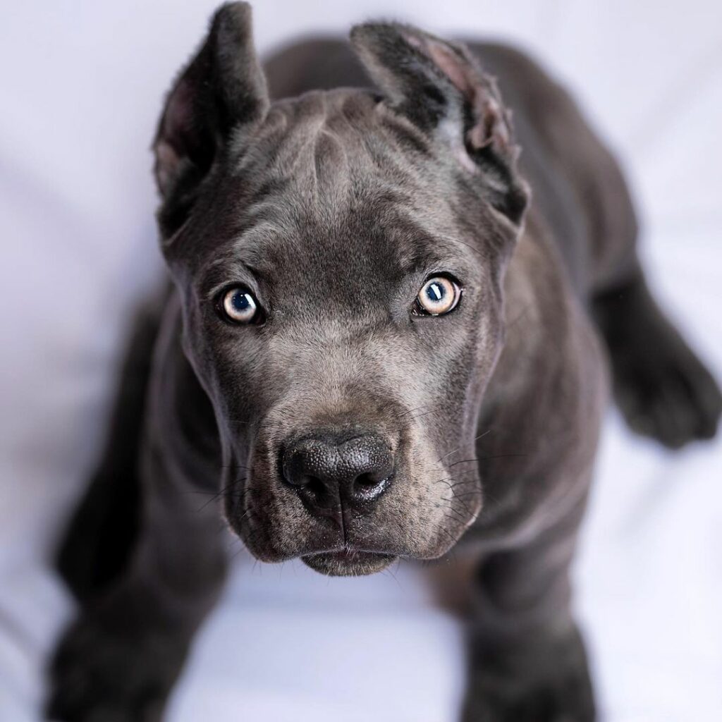 The Top 5 Best Cane Corso Breeders In UK